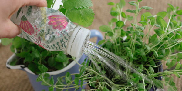 watering plants