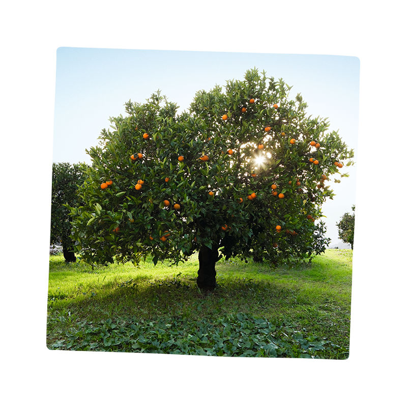 innocent orangenbaum