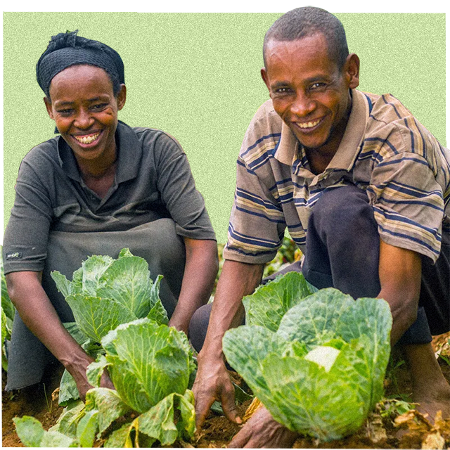 farmers harvesting fruiot and veg