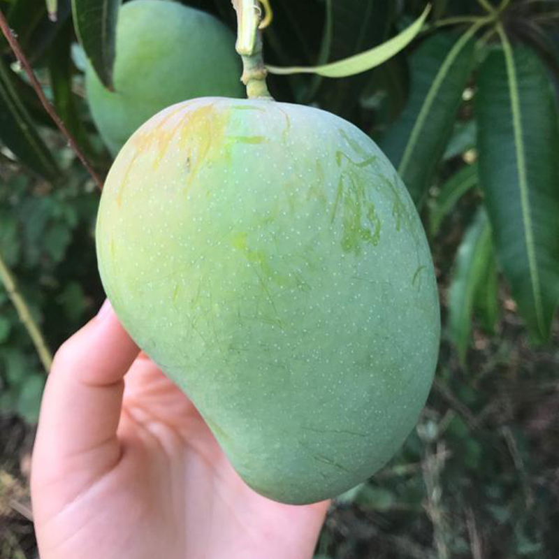 mangos