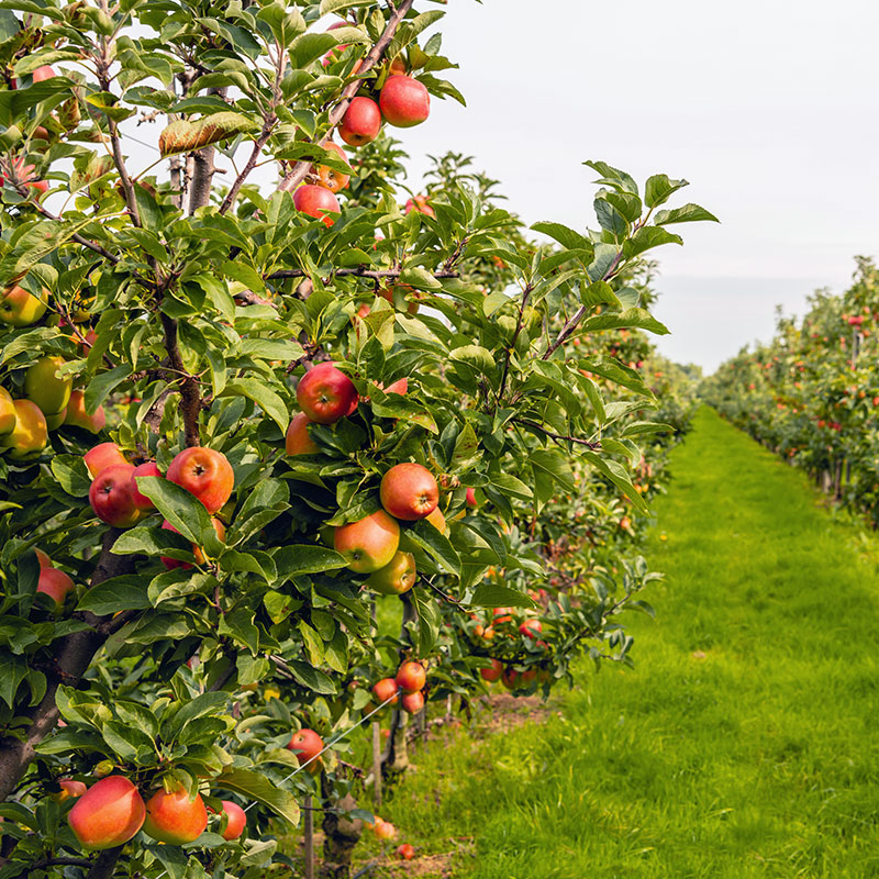 apfel