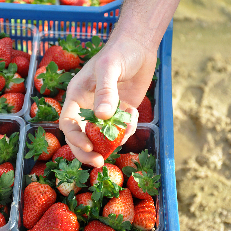 erdbeeren