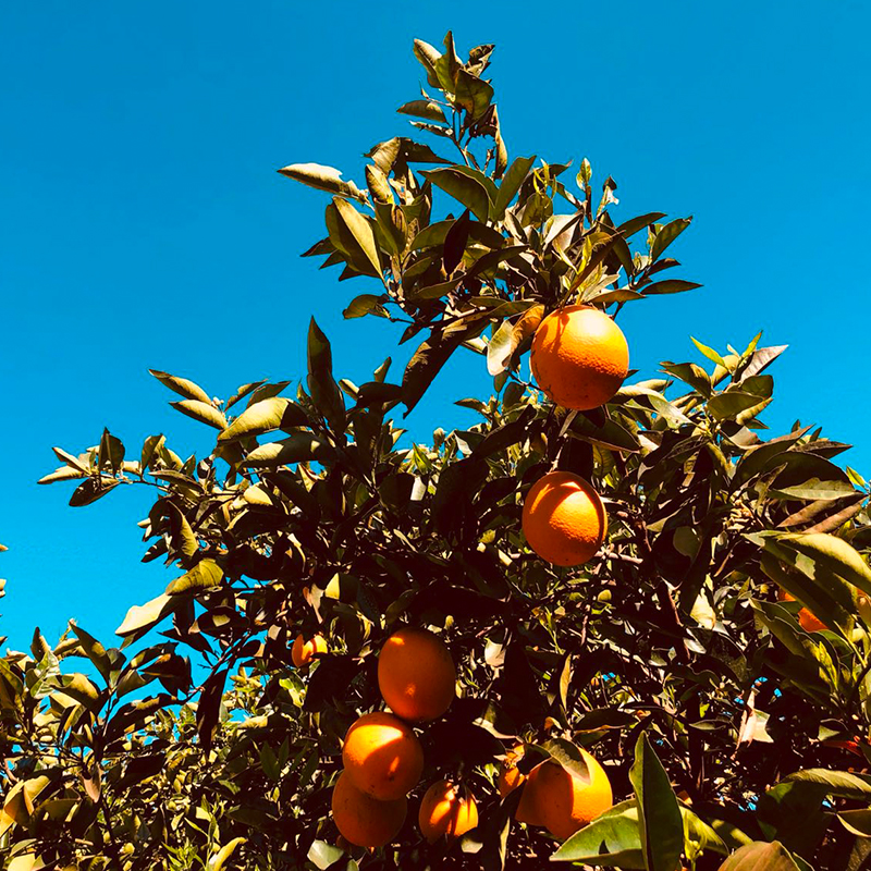 orangen