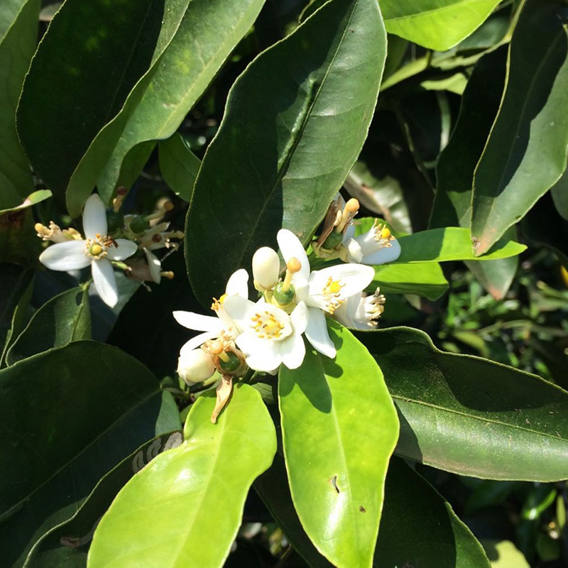 umwelt orangen blossom